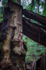 Cacia Zoo humbled by the Rockefeller Grove. Humboldt Redwoods State Park, CA. October 2014