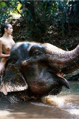 Elephant Tits