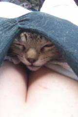 CAT in CLEAVAGE