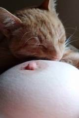 Kitties and Titties